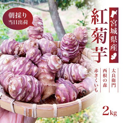 【宮城県産】紅菊芋2kgセット(1kg×2袋) 生きくいも 西根の森|太良衛門【1704793】