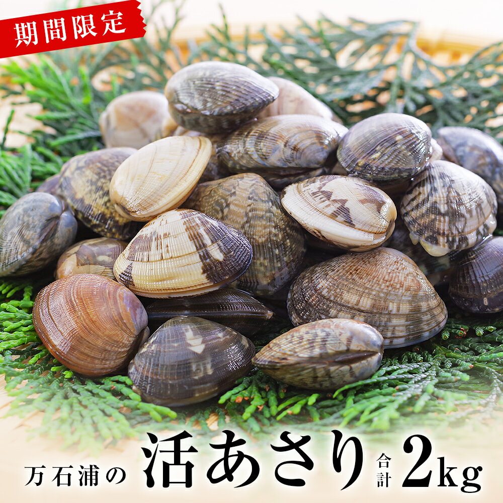 【ふるさと納税】あさり 宮城県産 天然 活あさり 2kg（1kg×2）砂抜き済み 冷蔵 アサリ 宮城県 石巻市 浅蜊 蛤仔 蜊 鯏