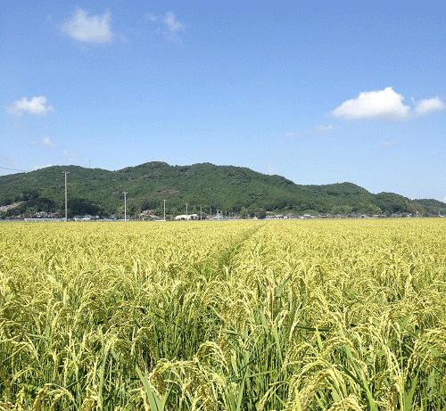 【ふるさと納税】田伝むしのササニシキ白米20kgx3回配達セット（農薬:栽培期間中不使用）