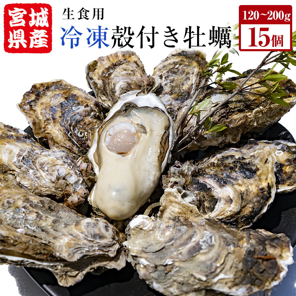 牡蠣 殻付き 生食 可 15個(5個入×3袋) 宮城県産 冷凍 小分け カキ かき オイスター 魚介類 海産物 海鮮 生牡蠣 蒸し牡蠣 生かき 厳選 濃厚 大粒 BBQ バーベキュー 浜焼き 海鮮焼き レンジ 調理 宮城 石巻 宮城県 石巻市
