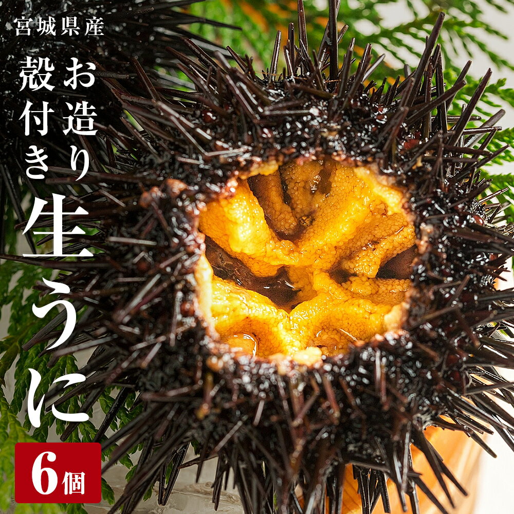 【ふるさと納税】生うに 宮城県産 殻付き お造り 生ウニ6個 冷蔵 ミョウバン不使用 刺身 雲丹 殻付き 宮城県 石巻市