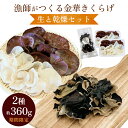 【ふるさと納税】< 期間限定 >漁師がつくる金華きくらげ 生と乾燥セット 合計約360g 生きくらげ 乾燥きくらげ キクラゲ 木耳 きのこ 乾燥 国産 食物繊維...