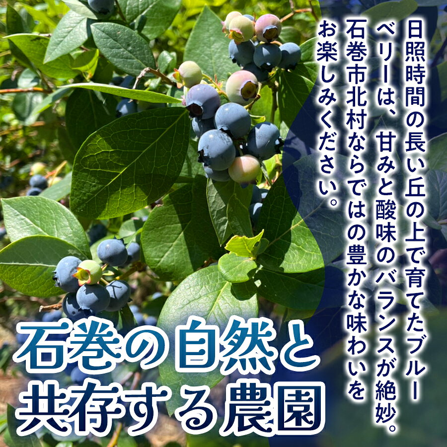 【ふるさと納税】 ブルーベリージャム 200ml 選べる 数量 1個 or 3個 無添加 摘みたて 手作り 果実 100% アントシアニン トッピング 冷蔵 宮城県 宮城 石巻市 石巻