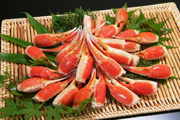 【ふるさと納税】老舗カニ卸業者から直送 ! 本ずわいがに 爪 約800g 切れ目入 / カネダイ / 宮城県 気仙沼市(ずわいがに ズワイガニ ずわい蟹 ズワイ蟹 ずわい ズワイ 蟹 カニ カニ爪 蟹爪 カニ爪肉 ボイル)