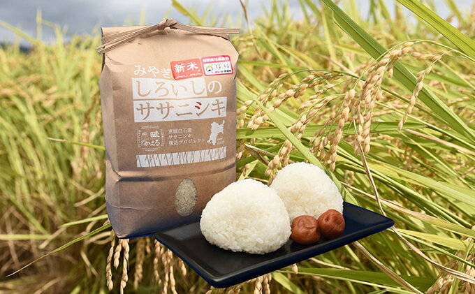 【ふるさと納税】令和3年産 白石産ササニシキ 精米 10kg　【米・お米・ササニシキ・10kg・米】【06001】