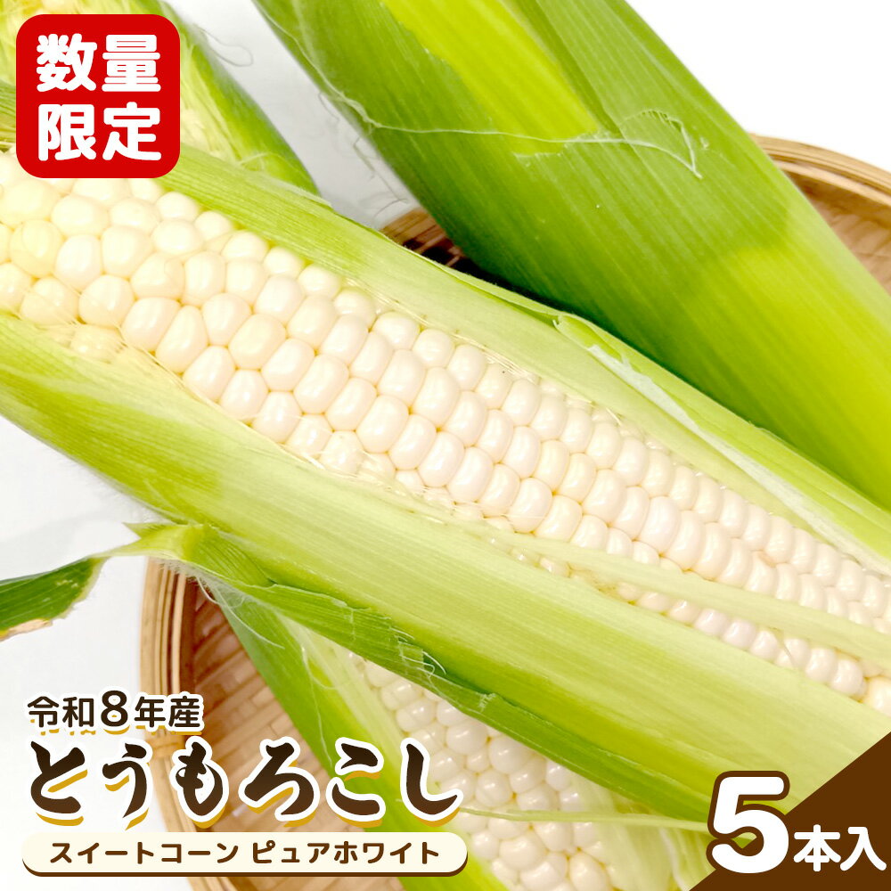 ★令和8年産予約開始★数量限定! とうもろこし スイートコーン ピュアホワイト 5本入 | とうもろこし ピュアホワイト 野菜 取り寄せ 新鮮 バーベキュー 甘い ジューシー ふるさと納税 宮城県 白石市[06168]