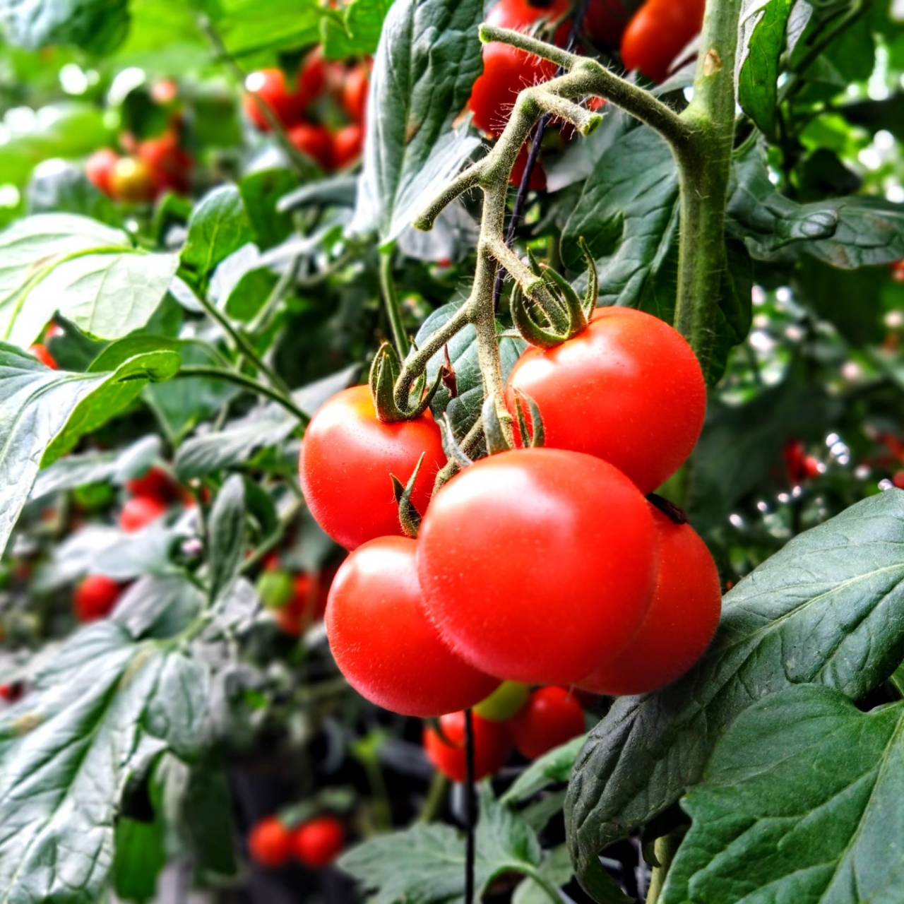 【ふるさと納税】まるごとしぼった完熟トマトのジュース 720ml×8本 トマトジュース トマト 野菜飲料 野菜ジュース