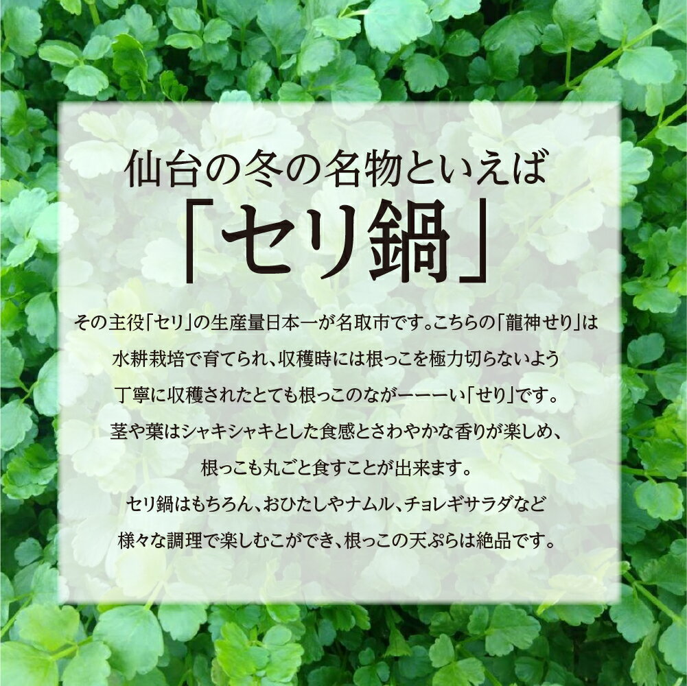 【ふるさと納税】【期間限定】根が魅力の仙台龍神せり鍋出汁セット（セリ鍋用出汁・スープ付）選べる内容量(300g〜1000g)2～10人前　せり セリ 野菜 鍋 セリ 仙台セリ セリ鍋 名取市産