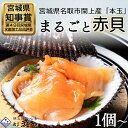 【ふるさと納税】【閖上赤貝】まるごと赤貝 選べる個数 1個 3個 6個 12個 漁亭浜や 赤貝 ふるさと納税 赤貝 閖上産 魚介 海鮮 貝 刺身 名取市 ふるさと納税