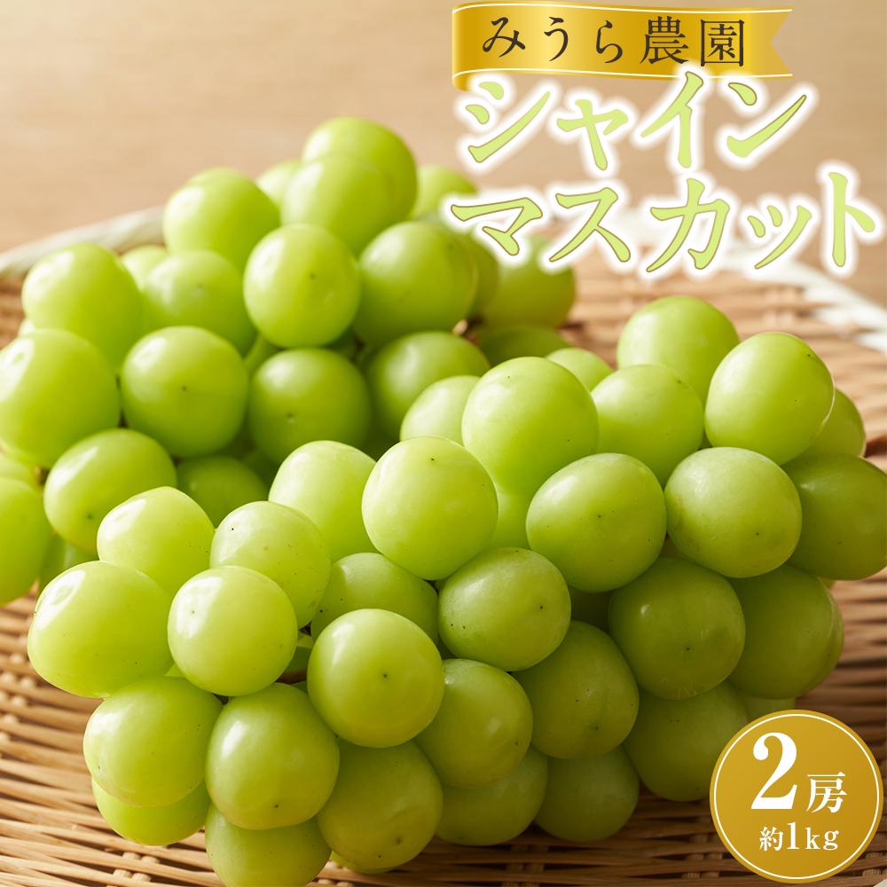 【ふるさと納税】【先行予約】シャインマスカット 2房(約1kg)【8月下旬以降より順次発送】