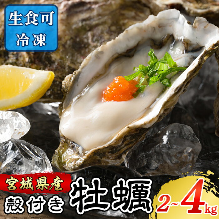 殻付き牡蠣(生食用)冷凍 選べる内容量 2kg〜4kg 生牡蠣 宮城県産 牡蛎 牡蠣 カキ かき 生食 オイスター カキフライ 牡蠣鍋 海鮮 貝 国産 魚貝類 バーベキュー BBQ[松島かき小屋MATSU]tm704・tm705・tm706