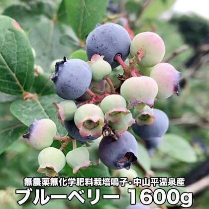 無農薬無化学肥料栽培鳴子・中山平温泉産ブルーベリー1600g