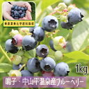 【ふるさと納税】無農薬無化学肥料栽培 鳴子・中山平温泉産ブルーベリー1kg