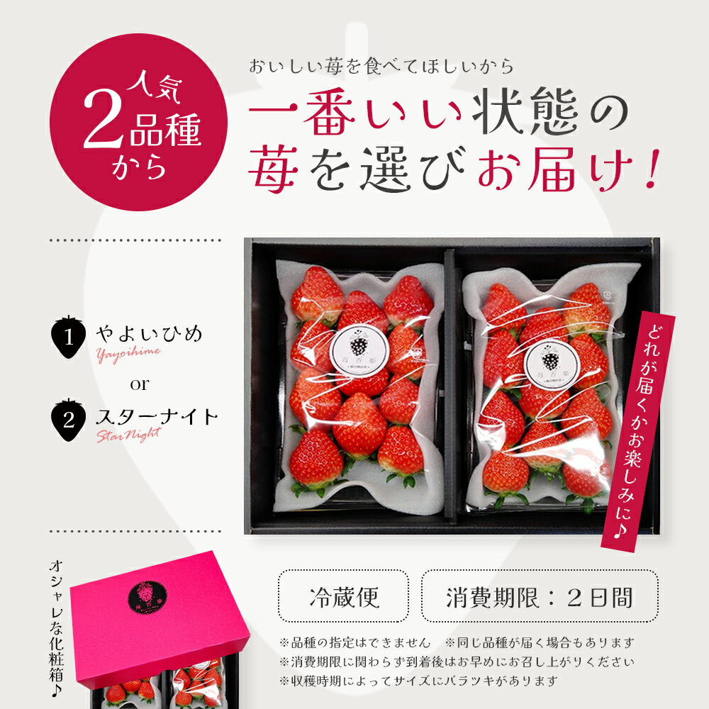 【ふるさと納税】苺1箱（2パック入り/大きい苺/化粧箱）苺香姫〜ICHI-KA-HIME〜　【04301-0563】