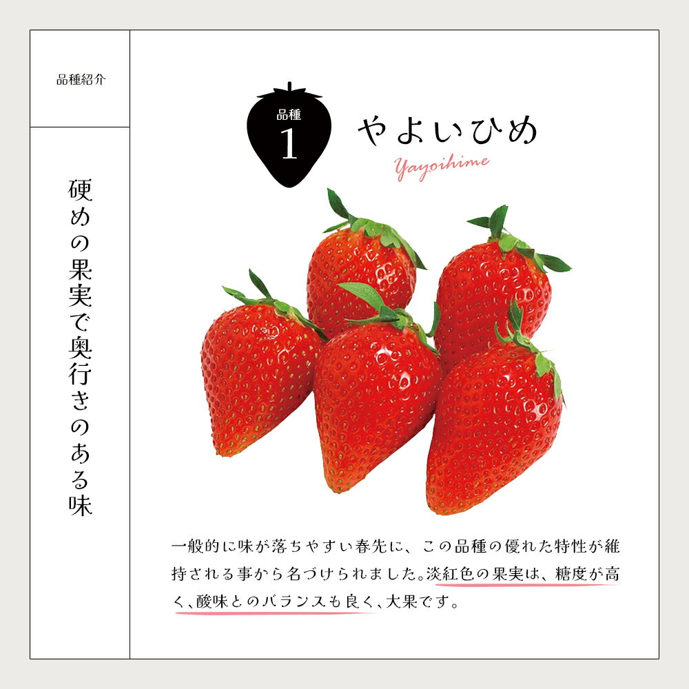 【ふるさと納税】苺1箱（2パック入り/大きい苺/化粧箱）苺香姫〜ICHI-KA-HIME〜　【04301-0563】