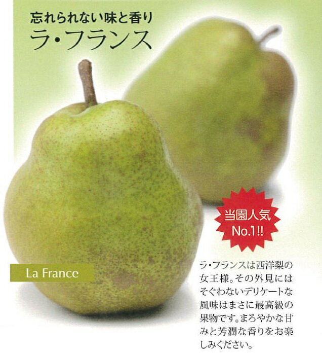 【ふるさと納税】11〜12月　蔵王産 贈答規格 ラ・フランス約5kg 不忘果樹園直送　【ナシ・果物・フルーツ・果物詰合せ】　お届け：2020年11月15日〜2020年12月20 日