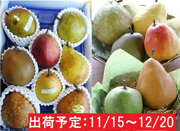 【ふるさと納税】11〜12月　蔵王産 最高級 大玉西洋梨詰合せ約3kg（品種おまかせ3〜4種程度）不忘果樹園直送　【ナシ・果物・果物詰合せ・果物類・フルーツ・詰合せ】　お届け：2020年11月15日〜2020年12月20 日