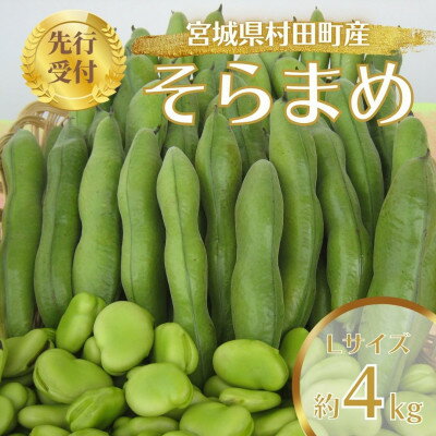 【ふるさと納税】【先行予約2026年】そらまめ 約4kg Lサイズ 宮城県村田町産【配送不可地域:離島】【1451277】