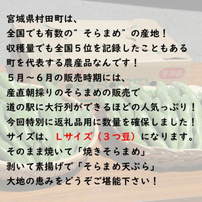 【ふるさと納税】【先行予約2024年】そらまめ 約4kg Lサイズ 宮城県村田町産【配送不可地域：離島】【1451277】