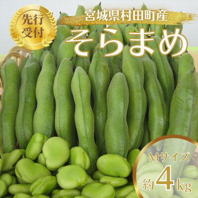 【ふるさと納税】【先行予約2026年】そらまめ 約4kg Mサイズ 宮城県村田町産【配送不可地域:離島】【1451278】