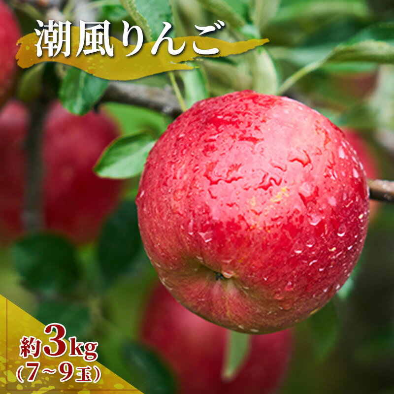 【ふるさと納税】旬のおすすめ 潮風りんご 約3kg×1箱（目安：7～9玉） 【結城果樹園】 果物類 林檎 リンゴ フルーツ 　お届け：2024年10月中旬頃～2024年11月中旬頃のサムネイル