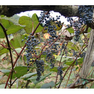 宮城県山元町の画像2