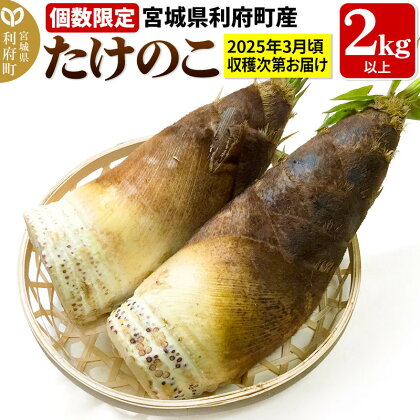 宮城県利府町産 採れたて たけのこ 皮付き2kg以上（2～6本）筍 タケノコ 野菜 国産 新鮮 旬