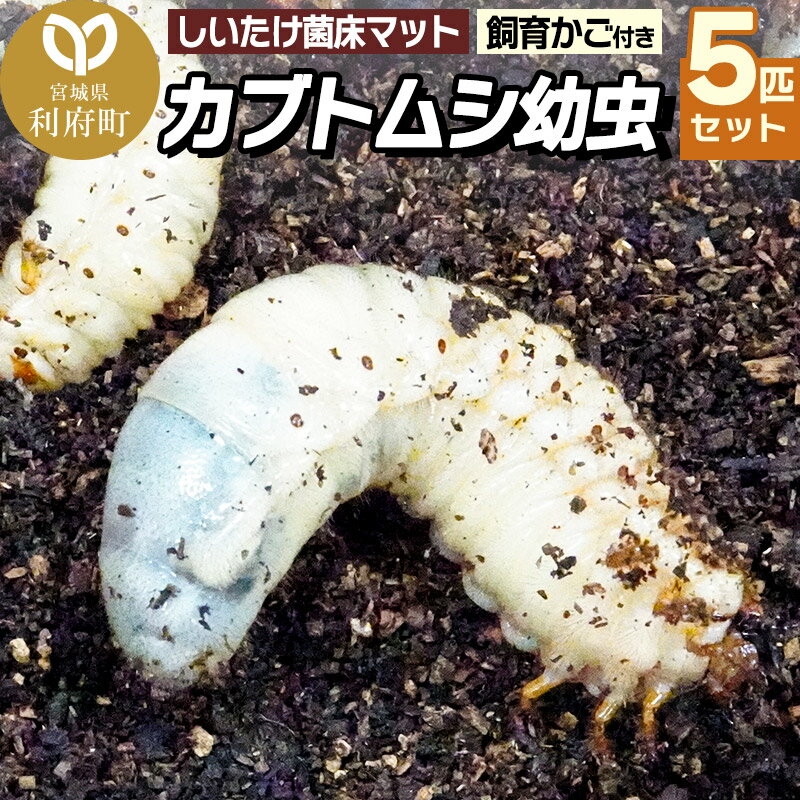 【ふるさと納税】宮城県利府町産 カブトムシ幼虫5匹セット