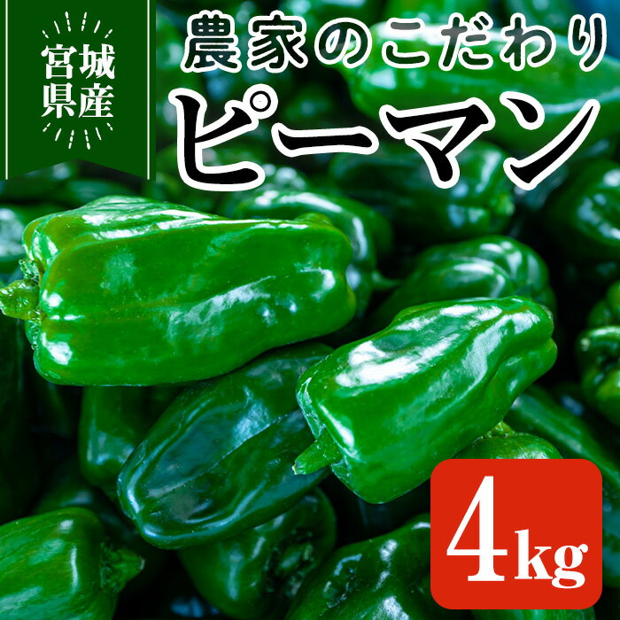 51位! 口コミ数「0件」評価「0」＜先行予約受付中！2024年7月中旬から順次発送予定＞こだわりピーマン 4kg 京ひかり ピーマンの肉詰め チンジャオロース 青椒肉絲 野菜･･･ 