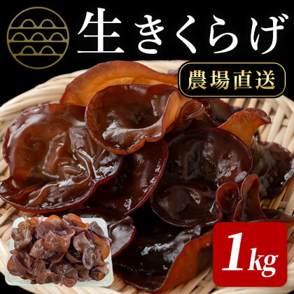 ＜先行予約受付中！R6年6月から順次発送予定＞【数量限定】生きくらげ 1kg 農家直送 八宝菜 ラーメン 炒め物 木耳 キクラゲ 宮城県産【株式会社七つ森ふもと舞茸】ta412