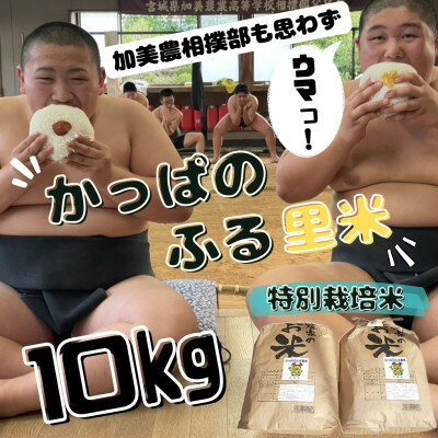 【ふるさと納税】【特別栽培米】かっぱのふる里米(ひとめぼれ)精米10kg【配送不可地域：離島・沖縄県】【1357818】