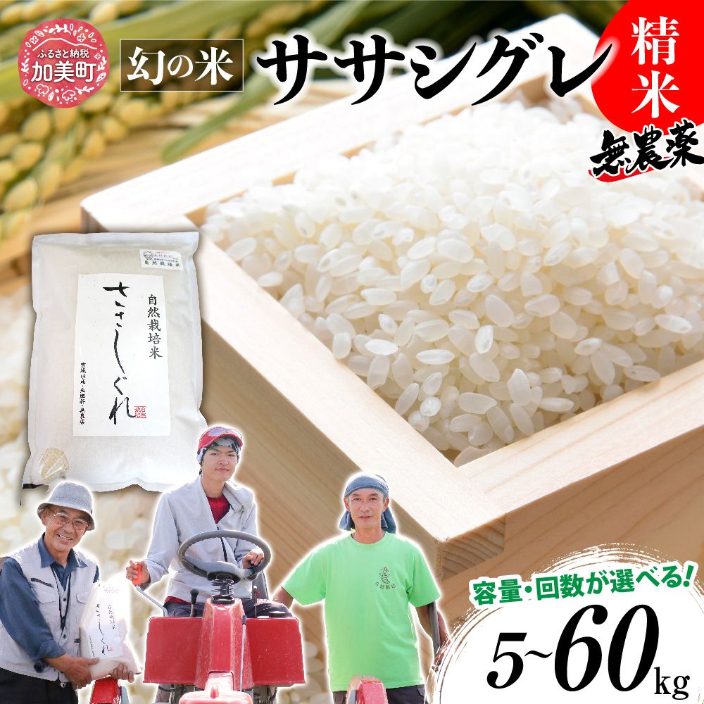 加美町の長沼太一が丹精込めて作った”幻の米”ササシグレ。自然の力が育むおいしさをお届けします。　【ふるさと納税】新米 米 定期便 精米 希少 品種 米 令和7年 宮城県産 ササシグレ 無農薬 栽培期間中 農薬 肥 不使用 精米 5kg 10kg 単品 3ヶ月 6ヶ月 定期便 [ 宮城県 加美町 ] 米 お米 こめ コメ 精米 白米 玄米 ササニシキ