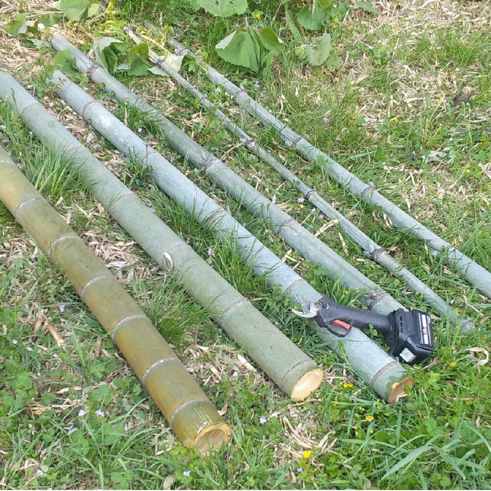 【ふるさと納税】竹 モウソウチク 北限の竹 自然素材 国産 切りたて 新鮮 香り高い 加工 工作 インテリア DIY 園芸 クラフト [ やってみっか奔舎 宮城県 加美町 ] f044458-kami-10002800 宮城県加美町 サンプル画像3