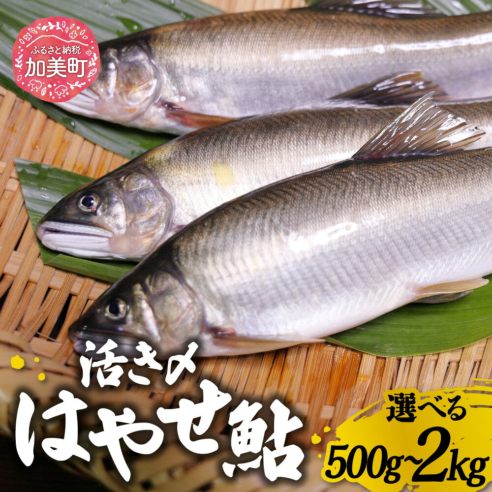 名称 はやせ鮎活き〆 内容量 500g(6〜10尾)/1kg(12〜20尾)/2kg(24〜40尾) 賞味期限 出荷日+3日 保存方法 冷蔵 提供元 宮城鮎工房 注意事項 申込期日：2025年8月31日まで（決済確認） ※2025年7月上旬〜2025年9月上旬において順次出荷 ※寄附申込が集中した場合は、お届けまでお待たせすることがございます。 配達外のエリア 離島、北海道、沖縄県、信越、北陸、東海、近畿、中国、四国、九州 地場産品に該当する理由 (1)区域内で生産された魚を区域内で加工した加工品 ●速き瀬で鍛えられた、極上の一尾● はやせ鮎の活き〆500g(6〜10尾)〜2kg(24〜40尾)をお届けいたします。 「はやせ鮎」を活きているまま氷で素早く〆、氷詰めしパッケージングしてお送りします。 ●生産者の声 宮城県加美町で育てた上質の鮎「はやせ鮎」 流れの速い川で活発に動き、鮎本来の能力(追う力)がきわめて強い。これを実現する為に独自の飼育法を生み出しました。 自然に限り無く近い状態で育てることにこだわると、おいしさも鮎本来の香り高い香魚として極める事ができました。 高品質:流れの速いイケスで育てているから運動量が多く、餌から付く余分な脂肪がありません。 安心と安全:養殖・加工・販売を一貫して行い、徹底した衛生管理の下で生産した安全な鮎です。 由来:限りなく天然に近い水流で育てている為、「速い瀬の鮎」から【はやせ鮎】のネーミングになりました。 ●お申し込み前に必ずご確認ください。 消費期限が大変短いため、沖縄や離島にお住まいの方はご注意ください。 不在などお受取人様の都合によりお届けができなかった場合は、再送いたしません。 不在日がある場合は、お申込み時に入力をお願いいたします。 ・ふるさと納税よくある質問はこちら ・寄附申込みのキャンセル、返礼品の変更・返品はできません。あらかじめご了承ください。 類似商品はこちら＜宮城鮎工房＞宮城県加美町産鮎の極み　厳選一夜21,000円＜宮城鮎工房＞宮城県加美町産鮎の極み　厳選鮎心15,000円玄米 お米 米 令和7年産 宮城県加美町産 ひ27,000円宮城県加美町 宿泊共通ギフト券 10,000円40,000円宮城県加美町 宿泊共通ギフト券 5,000円分21,500円加美町　墓地清掃サービス＜加美町シルバー人材セ15,500円さつまいもチップス75g×2 菓子 おやつ 7,500円紫根染小風呂敷＜加美町薬用植物研究会＞40,000円米粉 1kg 宮城県産 ひとめぼれ 使用 6,000円新着商品はこちら2026/10/17栄養と旨みの金芽米5kg×極上の旨み尾花沢牛 36,000円2026/10/17栄養と旨みの金芽米5kg×極上の旨み尾花沢牛129,000円2026/10/17栄養と旨みの金芽米5kg×極上の旨み尾花沢牛 27,000円再販商品はこちら2026/10/21東北で大好評 お餅みたいな だんご粉 300g4,500円2026/10/21で作った ドライ ハーバリウム 花 おしゃれ11,000円2026/10/21スイーツ おっきな栗モンブラン 4個 デザー9,000円2026/10/20 更新＜宮城鮎工房＞はやせ鮎活き〆500g(6〜10尾)〜2kg(24〜40尾) | ma-ayij [宮城鮎工房 宮城県 加美町] ●速き瀬で鍛えられた、極上の一尾● はやせ鮎の活き〆500g(6〜10尾)〜2kg(24〜40尾)をお届けいたします。 「はやせ鮎」を活きているまま氷で素早く〆、氷詰めしパッケージングしてお送りします。 ●生産者の声 宮城県加美町で育てた上質の鮎「はやせ鮎」 流れの速い川で活発に動き、鮎本来の能力(追う力)がきわめて強い。これを実現する為に独自の飼育法を生み出しました。 自然に限り無く近い状態で育てることにこだわると、おいしさも鮎本来の香り高い香魚として極める事ができました。 高品質:流れの速いイケスで育てているから運動量が多く、餌から付く余分な脂肪がありません。 安心と安全:養殖・加工・販売を一貫して行い、徹底した衛生管理の下で生産した安全な鮎です。 由来:限りなく天然に近い水流で育てている為、「速い瀬の鮎」から【はやせ鮎】のネーミングになりました。 ●お申し込み前に必ずご確認ください。 消費期限が大変短いため、沖縄や離島にお住まいの方はご注意ください。 不在などお受取人様の都合によりお届けができなかった場合は、再送いたしません。 不在日がある場合は、お申込み時に入力をお願いいたします。 ■注意事項/その他 ※生鮮食品のため、お早めにお受け取りください。
