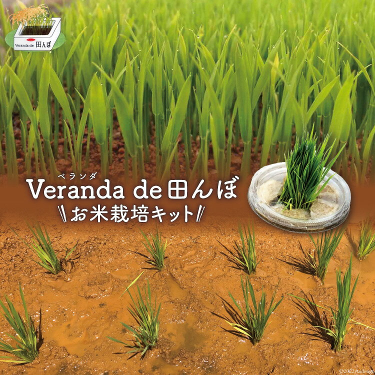 【ふるさと納税】お米栽培キット 「ベランダ・デ・田んぼ」《5月後半～6月前半出荷》ひとめぼれ 自由研究 期間限定 / リロカリコクリ / 宮城県 加美町