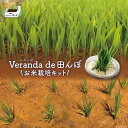 【ふるさと納税】お米栽培キット 「ベランダ・デ・田んぼ」《5月後半～6月前半出荷》ひとめぼれ 自由研究 期間限定 / リロカリコクリ / 宮城県 加美町