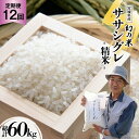 12回 定期便 希少品種米 ササシグレ 精米 5kg×12回 総計60kg 