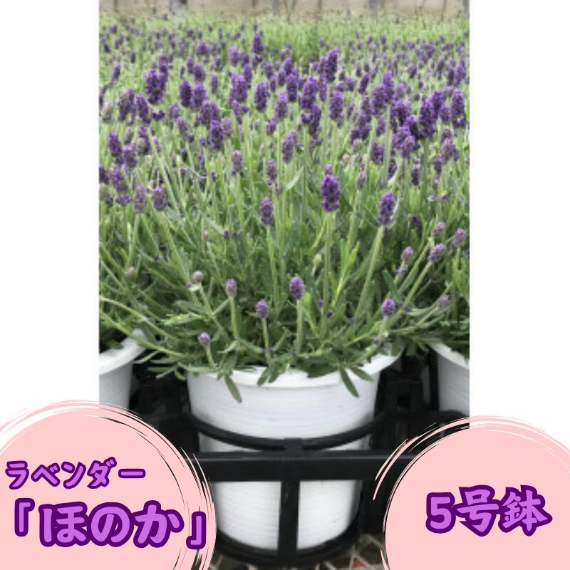 ラベンダー「ほのか」5号鉢 【花】 お届け：2026年5月中旬頃～
