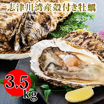 南三陸志津川産の殻付き牡蠣3.5kg（1kgあたり6〜9個）　【魚介類・カキ・牡蠣・殻付き牡蠣・牡蠣専用ナイフ・3.5kg】　お届け：2024年6月末まで