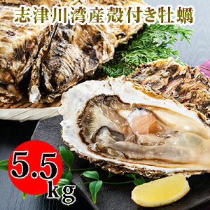【ふるさと納税】南三陸志津川産の殻付き牡蠣5.5kg（1kgあたり6〜9個）　【魚介類・カキ・牡蠣・殻付き牡蠣・牡蠣専用ナイフ・5.5kg】　お届け：2023年6月末まで