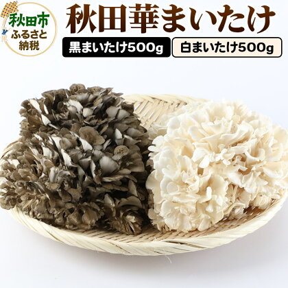 秋田華まいたけ 生まいたけセット「黒まいたけ 約500g」「白まいたけ 約500g」