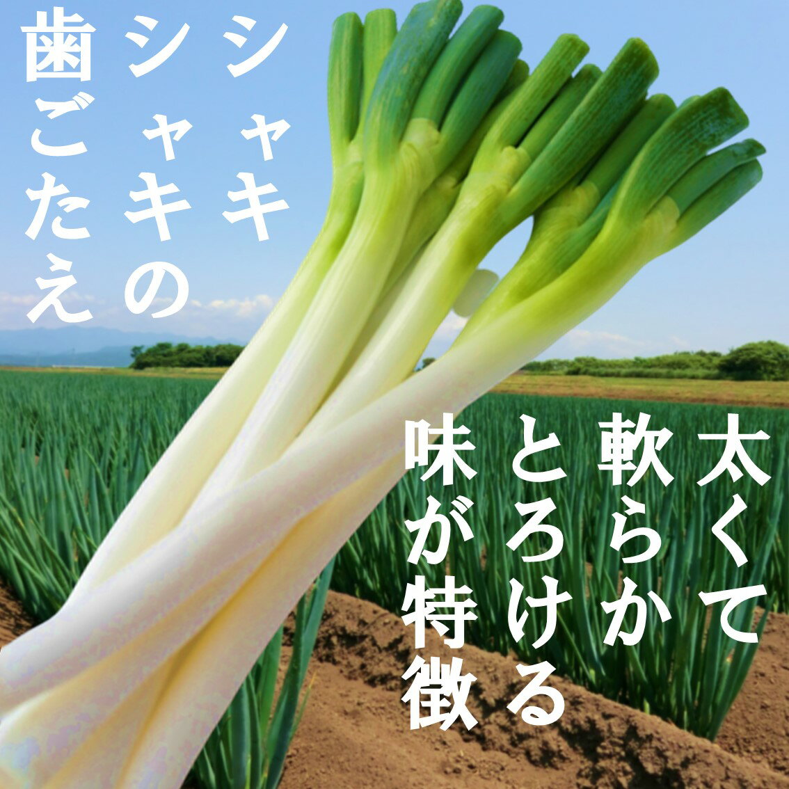 プランターでも冬に育てられる野菜10選 気になる冬時期の栽培ポイントも解説 暮らし の