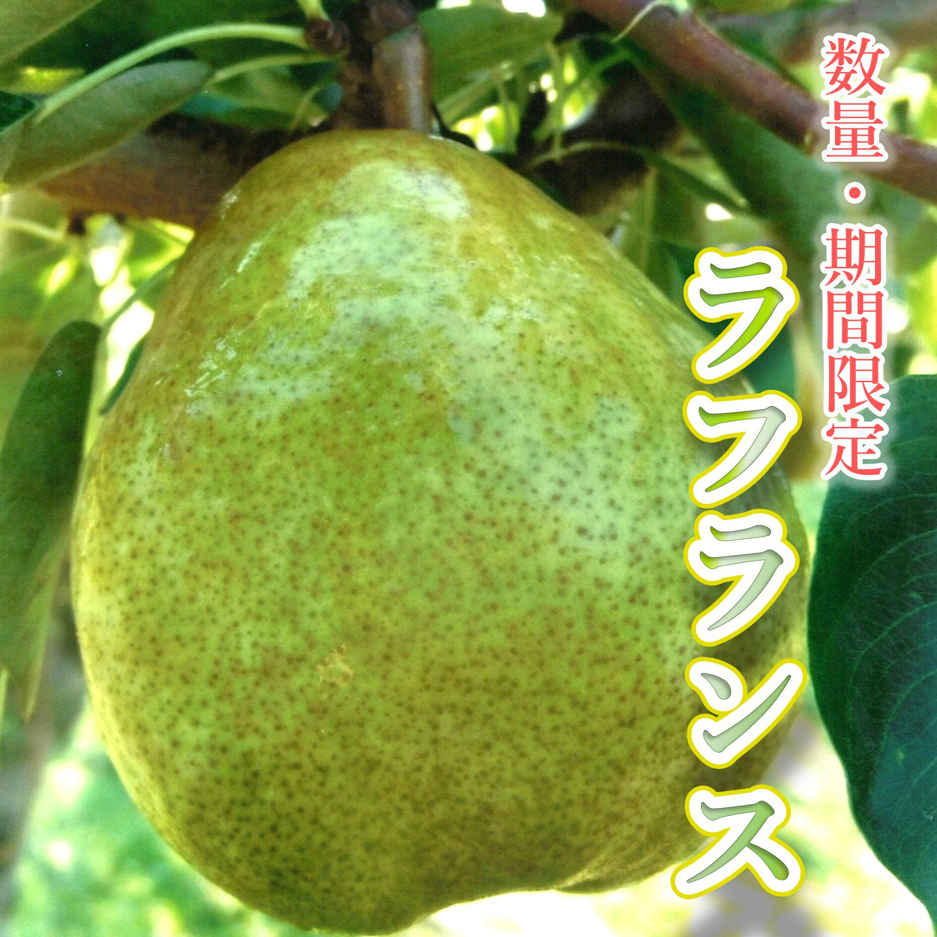 【ふるさと納税】【数量・期間限定】洋梨の女王「ラフランス」 5kg 秋田県能代市産