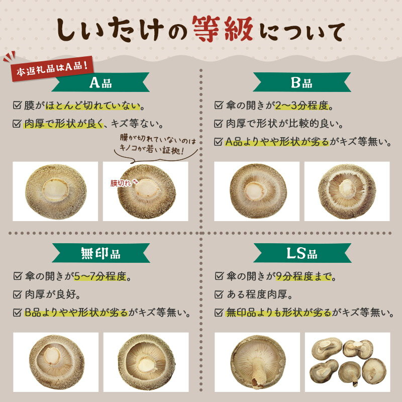 【ふるさと納税】しいたけ A級品 Lサイズ 約1.2kg(約150g(6個入)×8パック)