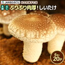 【ふるさと納税】しいたけ A品 6L(約150g)×20パック