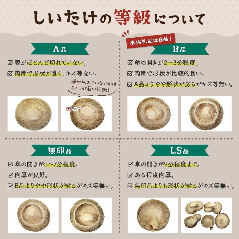 【ふるさと納税】しいたけ B品 6M（約100g）×30パック