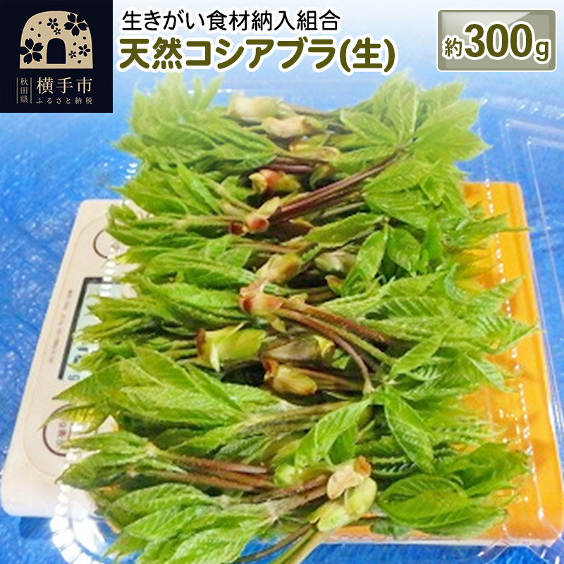 天然コシアブラ(生) 約300g