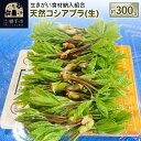 天然コシアブラ(生) 約300g