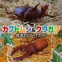 1位! 口コミ数「0件」評価「0」カブトムシの成虫チョコレート&クワガタチョコレート 小松屋本店 プレゼント インスタ映え お菓子 スイーツ チョコ チョコレート ギフト