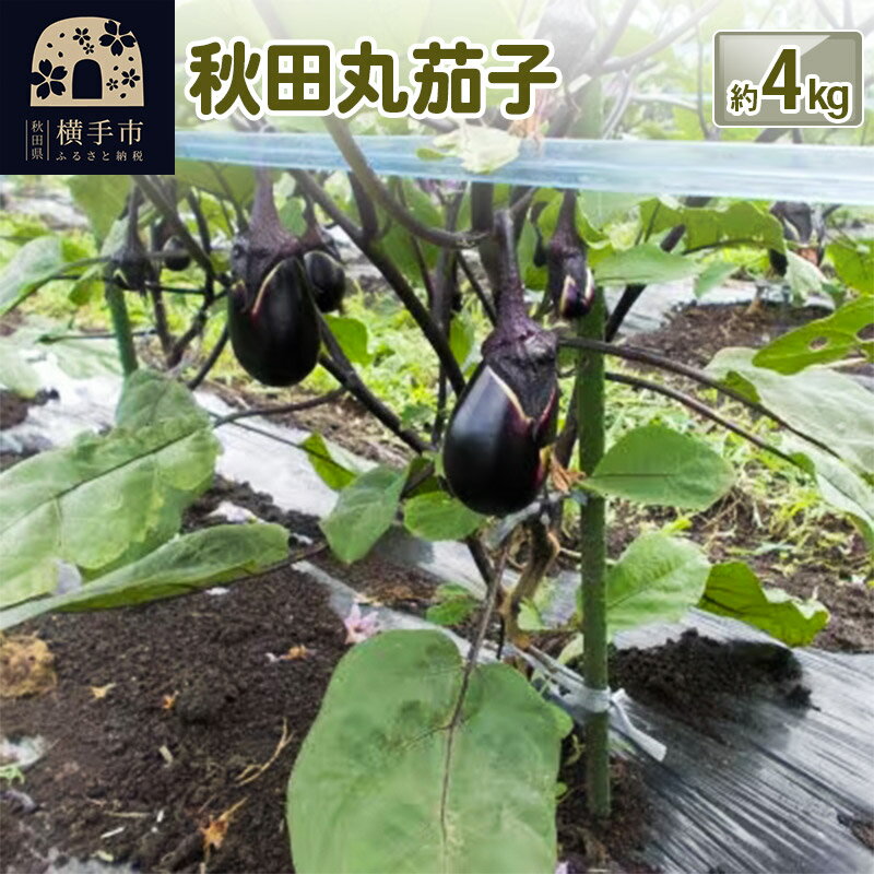 ڤդ뤵Ǽǡ۽Ĵݲػ 4kg